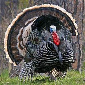 Turkey Hunters